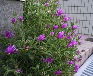 햇볕이 적을 때의 송엽국, 꽃잎이 닫힌 모습