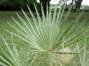 워싱턴야자수 잎사귀