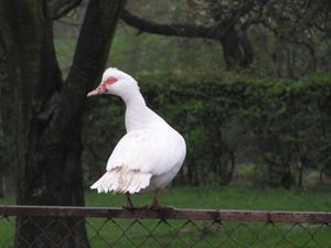 세르비아 마을의 가축화된 모스크바오리