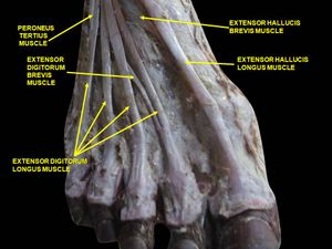 발등 심부 해부 이미지
