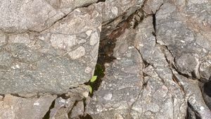 낙동강 하천변에 드러난 캄브리아기 장산층의 노두이다. 노두에 자갈이 박혀 있다.()