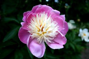 Paeonia lactiflora 'Bowl Of Beauty',아네모네형 꽃