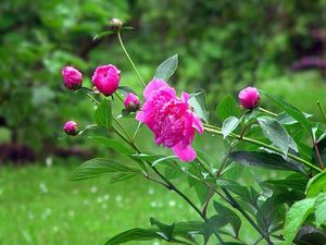 품종 Paeonia lactiflora