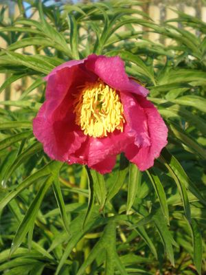 Paeonia anomala 품종