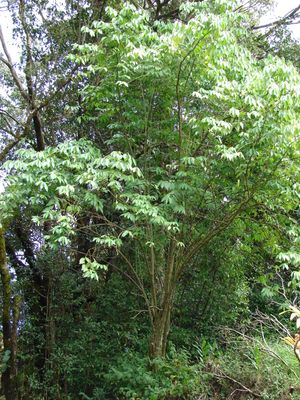 P. aduncum}})는 소교목이 된다