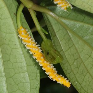 후추등의 암꽃차례