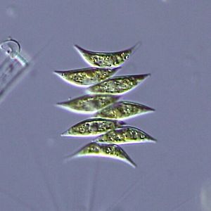 2e. 정수 군체인 괭생이모류 (녹조강).