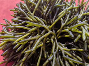 1f. 다핵 낭상성인 밀속(말목)