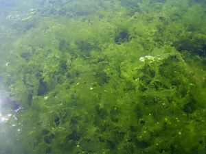 연안 지역에 사는 청태속 (청조강).