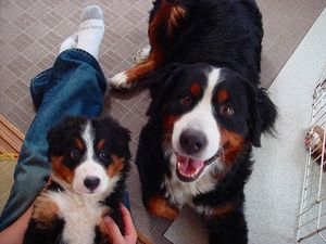 버니즈 마운틴 도그 어미와 새끼