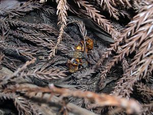 약 1시간 후의 (2)와 같은 장소. 벌구는 해체되었고, 쪄 죽은 등검은말벌의 유해가 보인다.