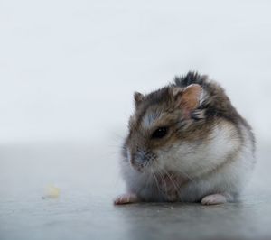 햄스터의 뺨주머니