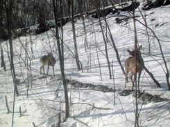 센모 본선 열차 안에서 본 에조사슴 (토로 역 부근, 2006년 4월)