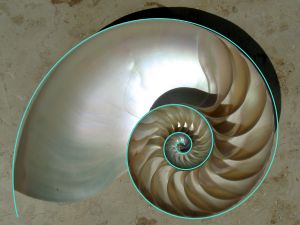 앵무조개 껍질과 플라스틱 나선