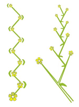 신시너스 (측면 및 상단 보기)