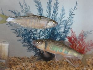 피라미 수컷(혼인색)