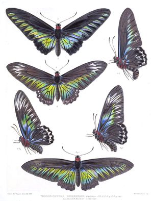 Icones Ornithopterorum 2권에 수록된 수컷