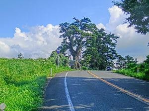 서쪽의 원의 정의 소나무.