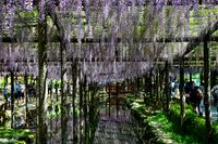 오와리쓰시마 후지 축제