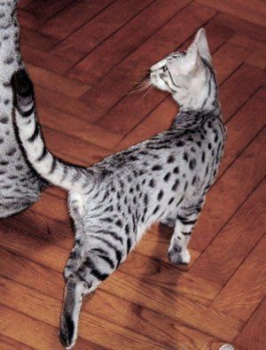 실버 컬러 이집션 마우