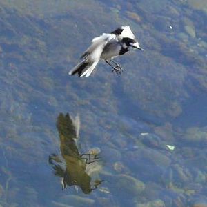 수면 부근에서 나는 곤충을 잡는 알락할미새 M. a. lugens