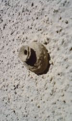 독특한 모양을 한 토클리벌의 둥지