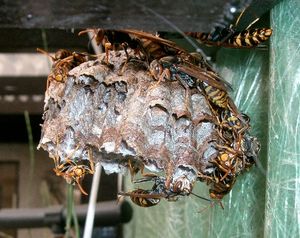 세로등애집과 둥지