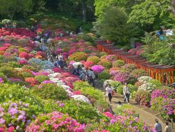 진달래 축제의 모습