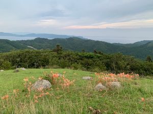 붉은 하게 산의 큰갓꽃