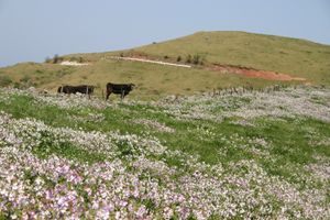 붉은 하게 산에 핀 갯무