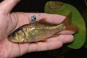 도호쿠 동해 쪽의 금붕어