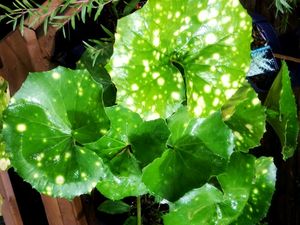 원예 품종 「아오지쿠텐세이(青軸天星)」