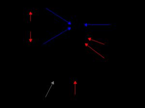섬유소 용해계 (단순화). 파란색 화살표는 촉진 인자, 빨간색 화살표는 억제 인자를 나타낸다.