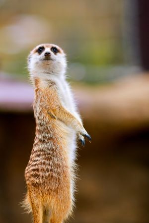 주라시아의 미어캣