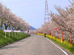 오코즈 분수 벚꽃 (2020년 4월). 예년에는 분수 오이란 도중이 개최된다.