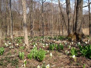 호반의 물매화 군락 (2003년 4월)