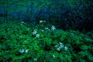 캘리포니아주 치노의 표본