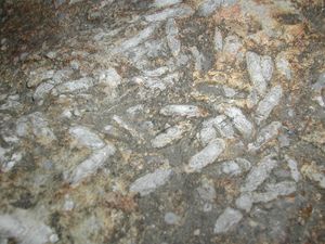 푸줄리나를 포함한 이암(도쿄도)