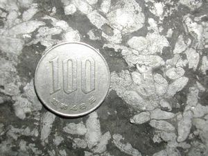 100엔 동전과 크기를 비교한 푸줄리나(도쿄도)