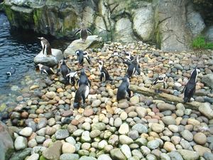 브리스틀 동물원의 펭귄들