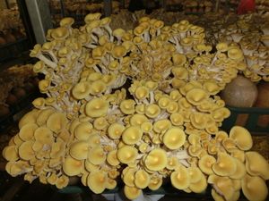 상황버섯에는 (1-3)β-D글루칸이 풍부하게 함유되어 있다