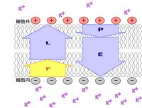 정지 막전위 상태에서의 칼륨 이온 이동 개략.(P): Na+-K+ 교환 펌프 작용에 따른 이온 이동, (E): 막전위 자체의 전장에 의해 끌어당겨지는 전기 화학적 이온 이동, (L): 누설 채널에 의한 이온 이동, (F): 정지 막전위에서 칼륨 채널이 열렸을 때의 칼륨 이온 투과력.