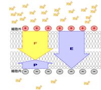 정지 막전위 상태에서의 나트륨 이온 이동.