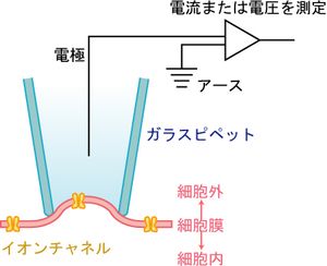 패치 클램프법의 개략도. 여기에서는 유리관 전극으로 둘러싸인 채널에서 흐르는 전류를 측정하고 있지만, 유리관 내와 세포 내를 구분하는 부분의 세포막을 파괴하여 세포 전체를 오가는 전류를 측정하는 것도 가능하다.