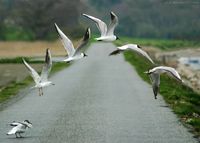 붉은부리갈매기