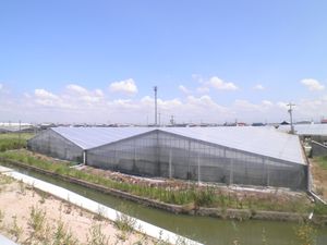 잇시키정의 뱀장어 양식장