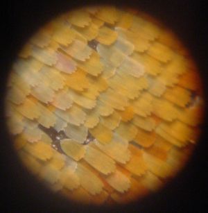 채색된 비늘의 고배율 사진 (아마도 다른 종).