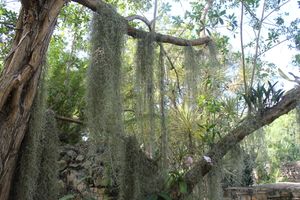 수염 틸란드시아나무에서 길게 늘어진다