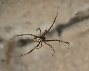 어두운 색 수컷, 등쪽 보기