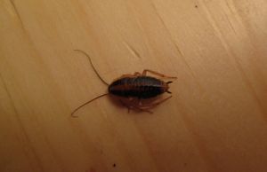 독일바퀴 유충.